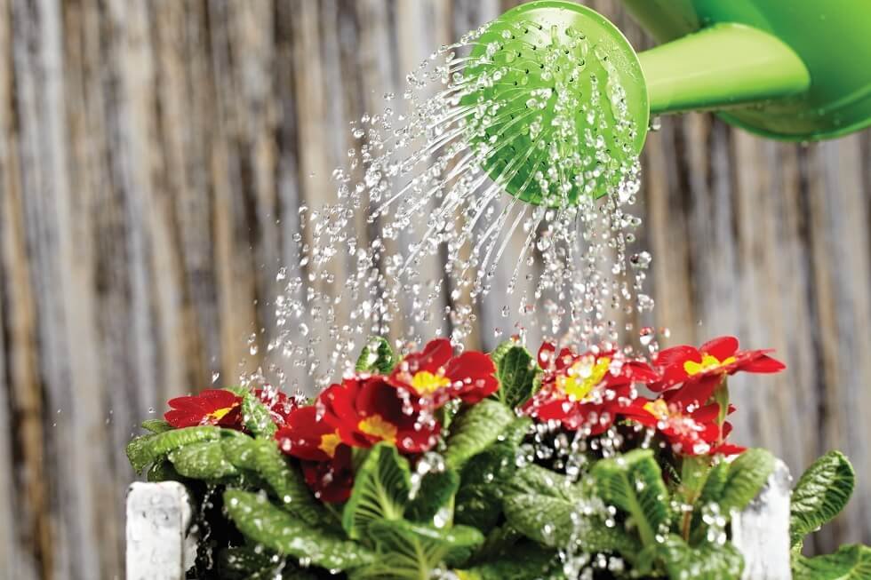 Irrigar as plantas durante o verão