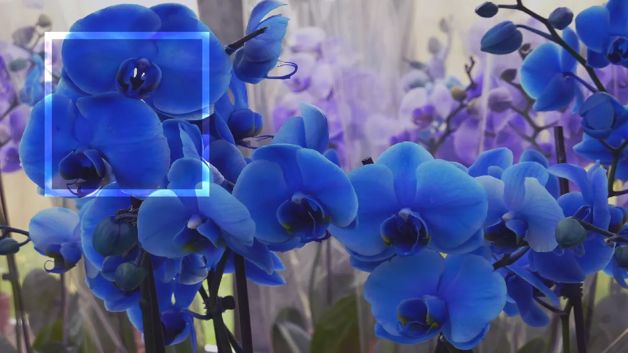 Orquídeas: Tipos e dicas de como cultivar | Cubo Casa