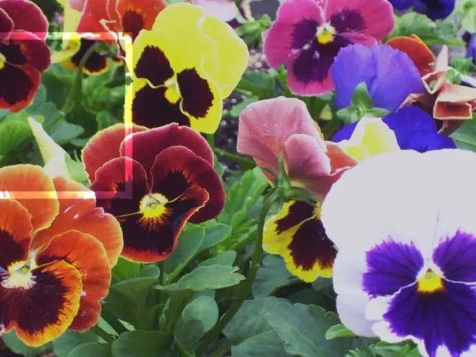 Como escolher as flores mais apropriadas para o jardim?